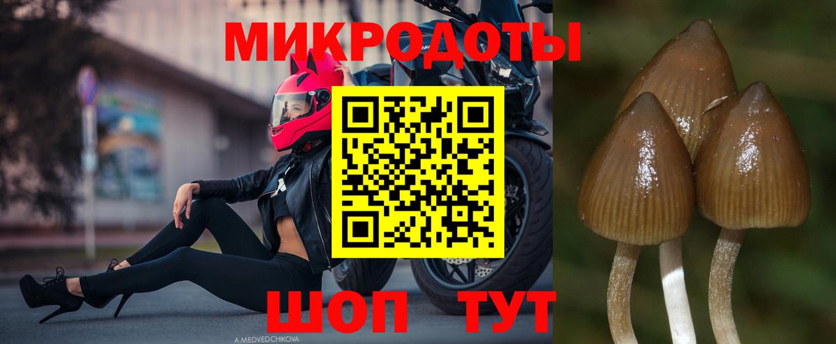 Галлюциногенные грибы Psilocybine cubensis  наркотики  Иваново  Галлюциногенные грибы Psilocybine cubensis  Вход с VPN 